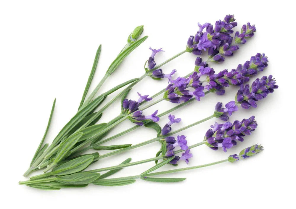 Lavendel – Duftinspiration für den Doyoo Aroma-Filterduschkop